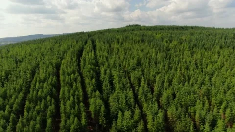 A drone shot over a forest in the Wicklow mountains. Video stock 161812325
