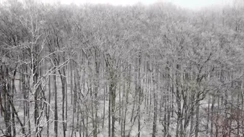 Drone shot over forest on winter day 스톡 동영상 169038510