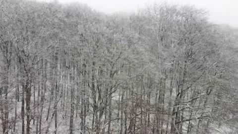 Drone shot over forest on winter day 스톡 동영상 169038511