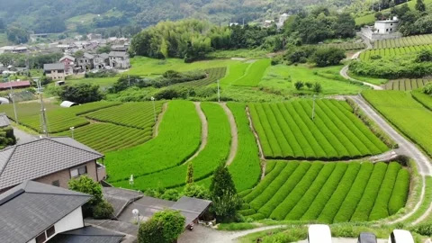 Drone shot over green tea plantation overseeing small rural town of Stock Footage 130842059