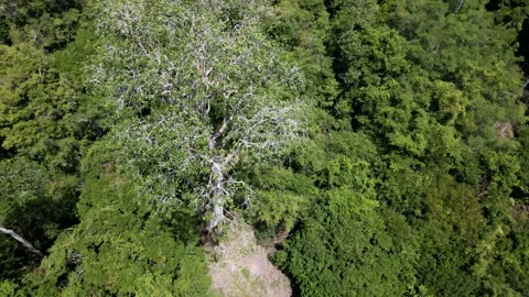 Drone shot over honeycomb tree Stock Footage 203745589
