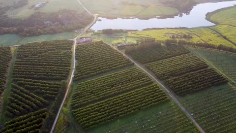Drone shot over macadamia nut farm during sunrise Stock Footage 292905273