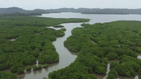 Drone Shot over Mangroves 스톡 동영상 278536758