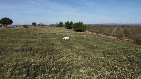 Drone shot over meadows with a white horse Stockbeeldmateriaal 241396488