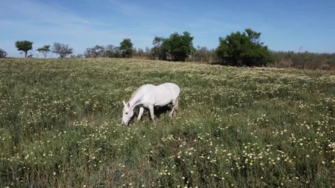 Drone shot over meadows with a white horse Stockbeeldmateriaal 241396892