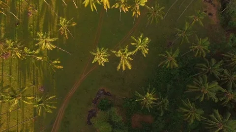 Drone shot over palm trees featuring a slow tilt up to reveal a tropical ocea Stock Footage 93781504