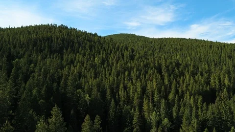 DRONE SHOT over a pine forest in the Rocky Mountains Stock Footage 103832423