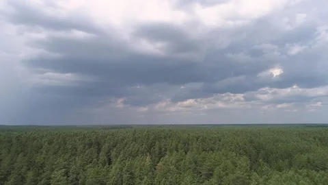Drone shot over the pine forest. Rainy clouds in the sky Stock Footage 133999570
