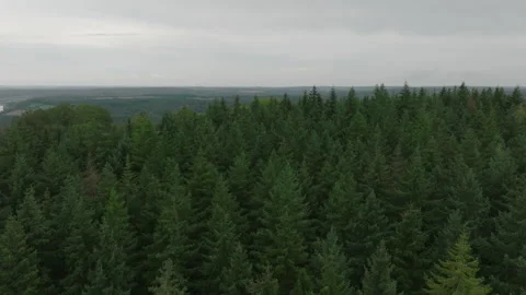 Drone shot over pine trees revealing small town on a river Stock Footage 301314412