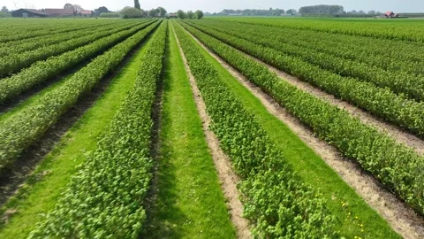 Drone Shot Over Plantations of Hazelnut or other bushy agroculture Stock Footage 321513032