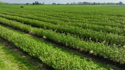 Drone Shot Over Plantations of Hazelnut or other bushy agroculture Stock Footage 322120841