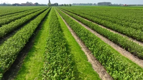 Drone Shot Over Plantations of Hazelnut or other bushy agroculture Stock Footage 323716367