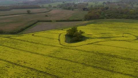 Drone shot over rapeseed field with trees and curved tracks in blooming yellow Stock Footage 307575805