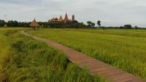 Drone shot over rice field at Tiger cave Temple in Kanchanaburi Thailand Video stock 150459583