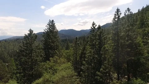 Drone shot over tree tops Stock Footage 123317715
