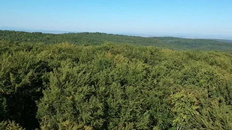 Drone Shot over the treetops of a Forest. Stock Footage 296782166