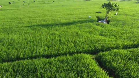 Drone shot over vibrant rice paddies with winding path and solitary tree Video stock 332295370