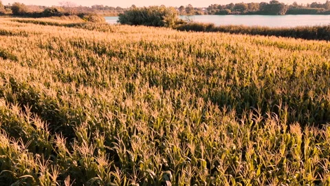 Drone shot over The Wheat Field at Sunset time Stock Footage 138816951