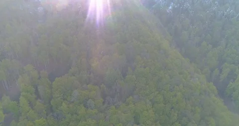 Drone shot over winter pine forest with light beam Stock-Footage 117354577
