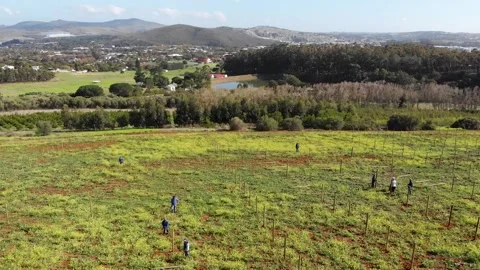 Drone shot over workers on a farm Stock Footage 288336311
