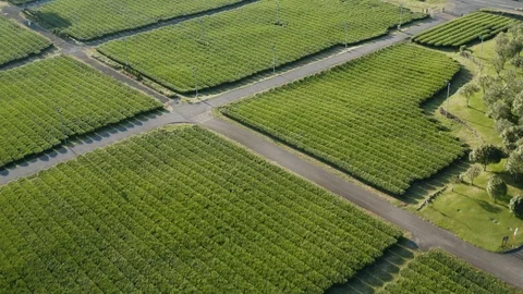 A drone shot overlooking a large green tea field. aerial. Stock Footage 122061916