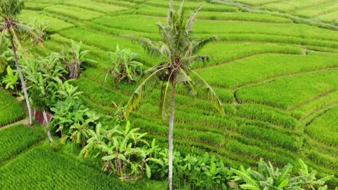 A drone shot of a palm tree against the backdrop of the rice terraces of Bali Stock Footage 149818074