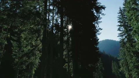 Drone shot, panning between trees, sun creates flares Stock Footage 167358670