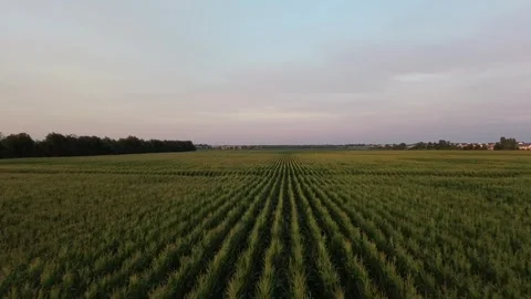 Drone Shot Panning Over Corn Stock Footage 245467047