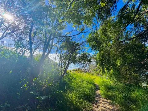 A drone shot of path in green summer forest in New Zealand Stock-Fotos