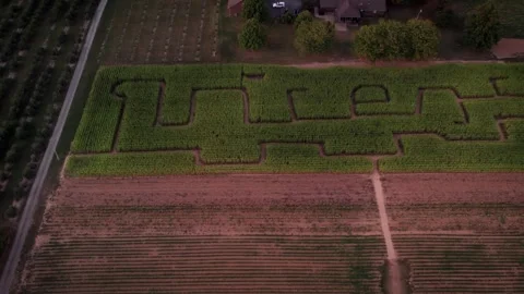 Drone shot of paths in a green cornfield (Corn maze) near to rural house at Stock Footage 254934156