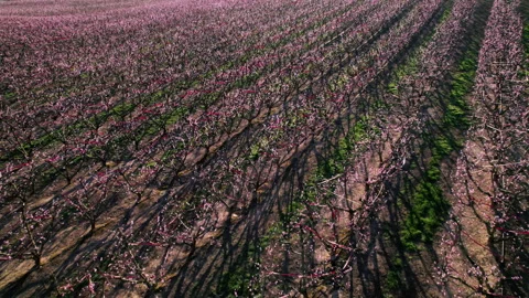 Drone shot of peach and cherry trees blossom Stock Footage 262224912