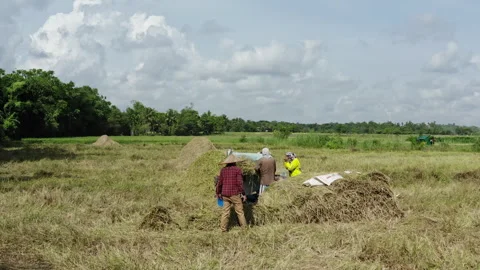 Drone Shot of People working a Threshing Machine Stock Footage 278537657