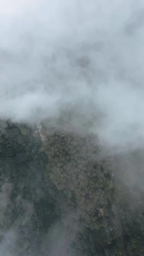 Drone shot of a pine forest covered by clouds Stock Footage 303816537