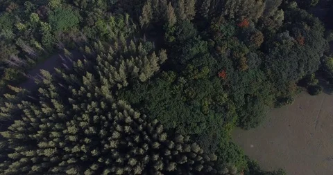 Drone shot of Pine forest Stock Footage 94323941