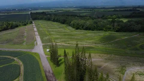 Drone shot of Pine trees and Green field with mountains and nice clouds, lar 動画素材 230608897