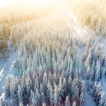 Drone shot of pine trees covered with snow Stock Photos