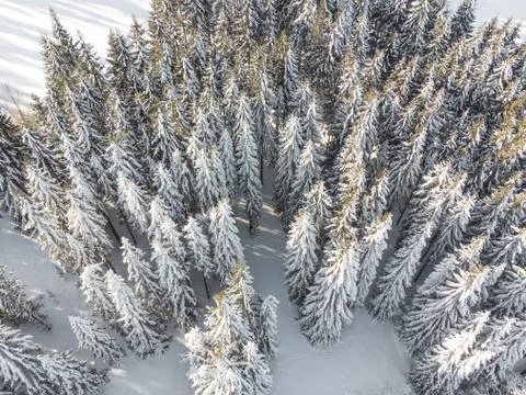 Drone shot of pine trees covered with snow Stock Photos