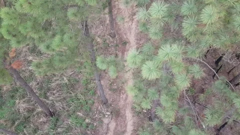 Drone shot to pine trees 스톡 동영상 133599614
