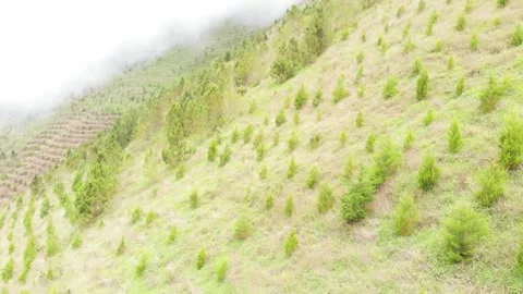Drone shot of pine trees in the mountain on a misty day Stock Footage