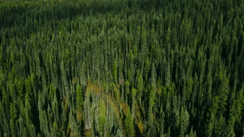 Drone Shot of the pine woods and Scenic Mountains with snow Peaks Stock Footage 163796426