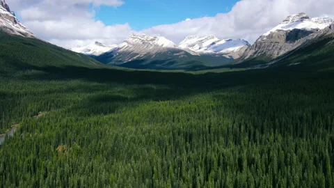 Drone Shot of the pine woods and Scenic Mountains with snow Peaks in Banff Stock Footage 163802920