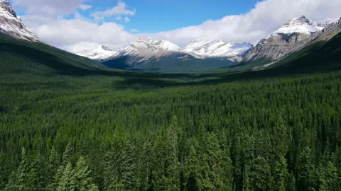 Drone Shot of the pine woods and Scenic Mountains with snow Peaks in Banff Stock Footage 163809003
