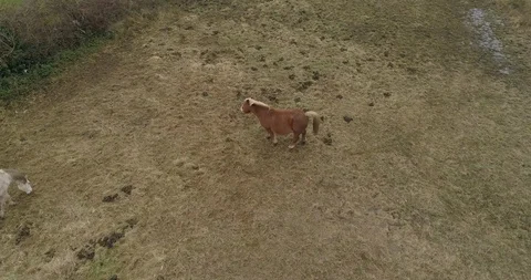 Drone shot of a pony in Spain Stock Footage 112457231