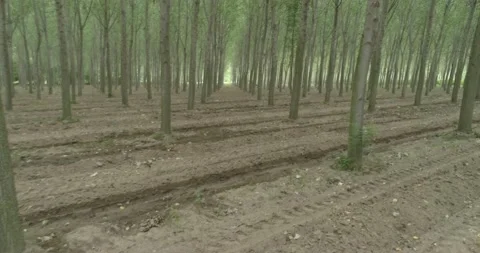 Drone shot in the poplar tree forest , 4k Video stock 138534119
