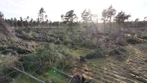 Drone shot pull back over fallen forest Stock Footage 258678390