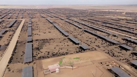 Drone Shot Pulling Away to Reveal Massive Cattle Range on Commercial Livestock Stock Footage 305735080