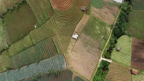 Drone Shot Pulling Back Over Colorful Rice Terraces in Indonesia Stockbeeldmateriaal 331416287