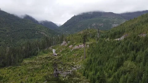 Drone shot pulls back revealing the top of Big Lonely Doug near Port Renfrew, BC Stockbeeldmateriaal 164006451