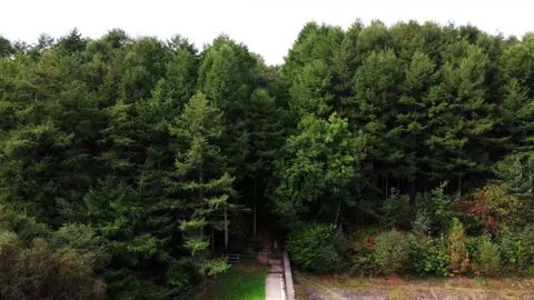 Drone Shot Pushing Toward Trees Stock Footage 164471641