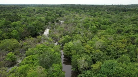 Drone Shot Rain Forest in Amazon Stock Footage 220521692